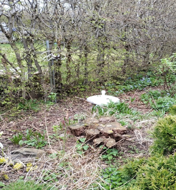 Fjernelse af trærod