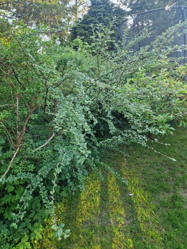 Beskæring og havearbejde