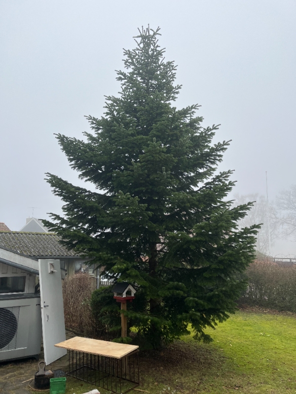 Fældning og fjerning af træ