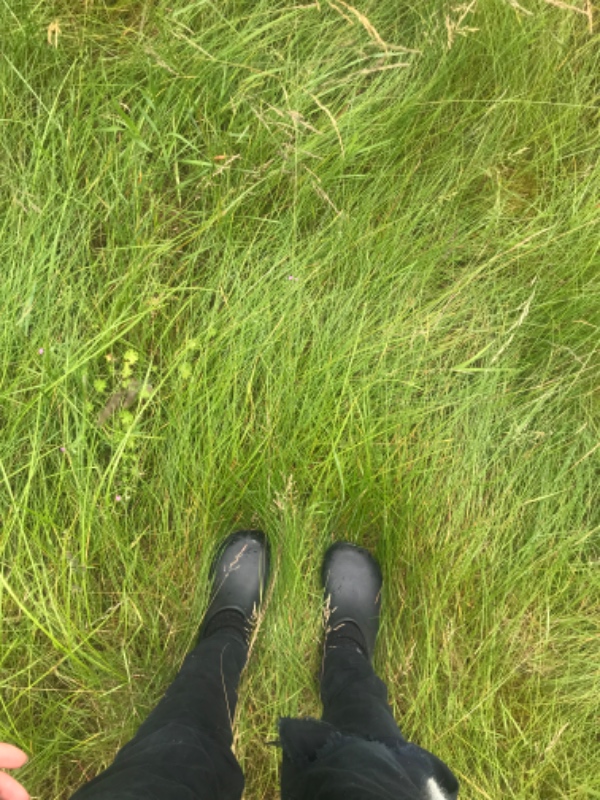 Græsslåning af højt græs 1000 m2