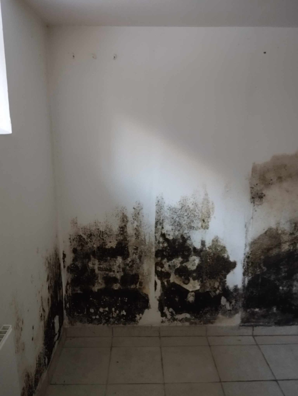 Nedvaskning af skimmelsvamp i villakælder