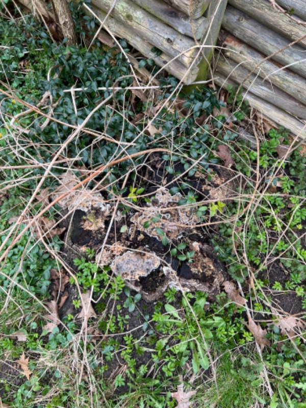 Stubfræsning til hækplantning