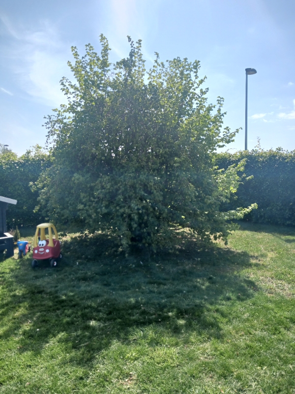 Hjælp til at få fældet træ.