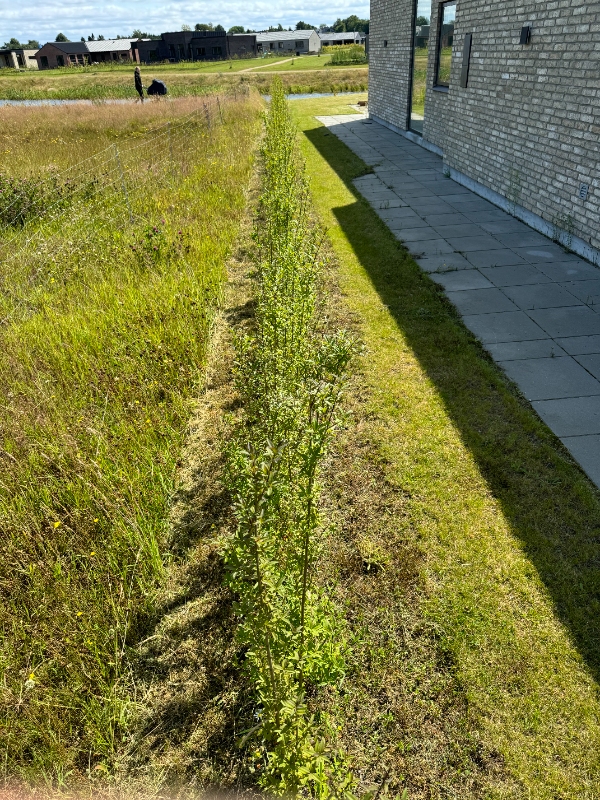 Lugning af ukrudt under hæk