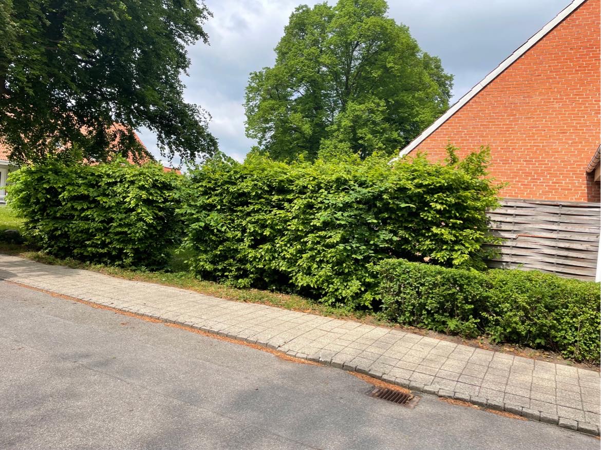 Hjælp til min jungle have