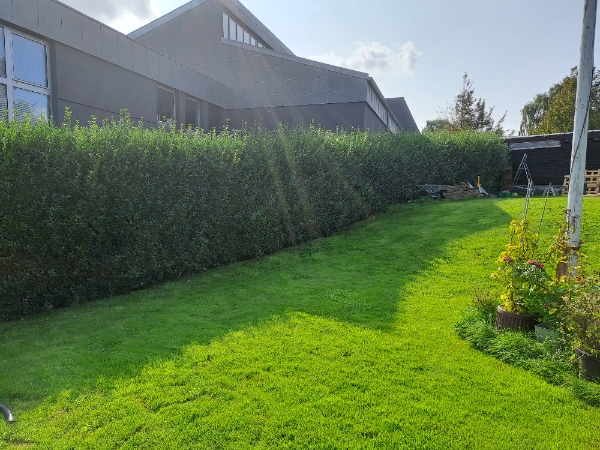 Klipning af hæk inderside