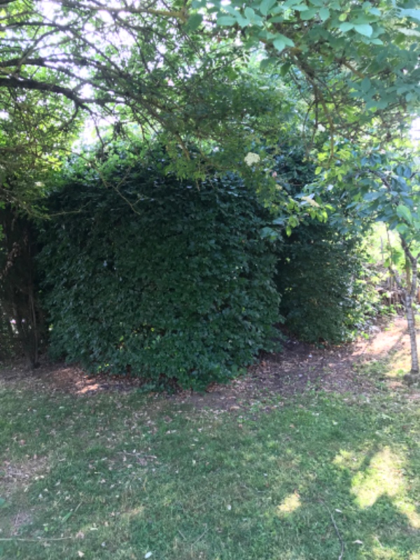 Klipning af bøgehæk