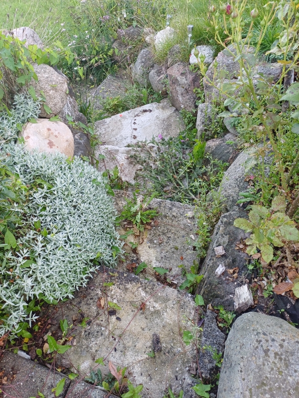 Ukrudt og græsslåning