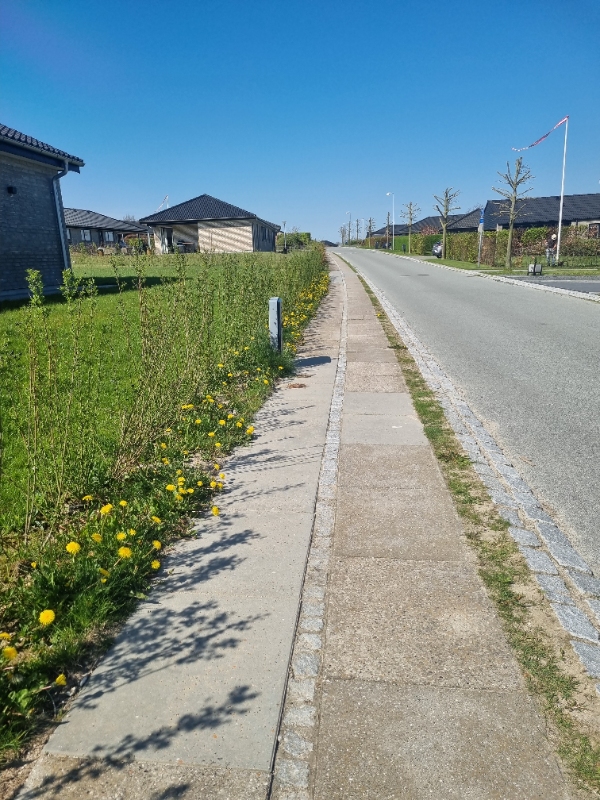 Fjerne ukrudt (primært mælkebøtter) i hæk på hjørne grund