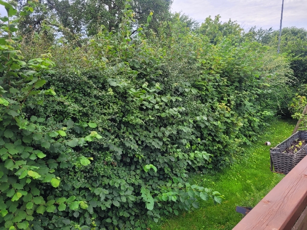 Klippet/beskåret 1 meter ca af min hæk.