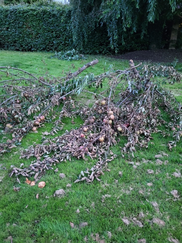 Pick up garden trash