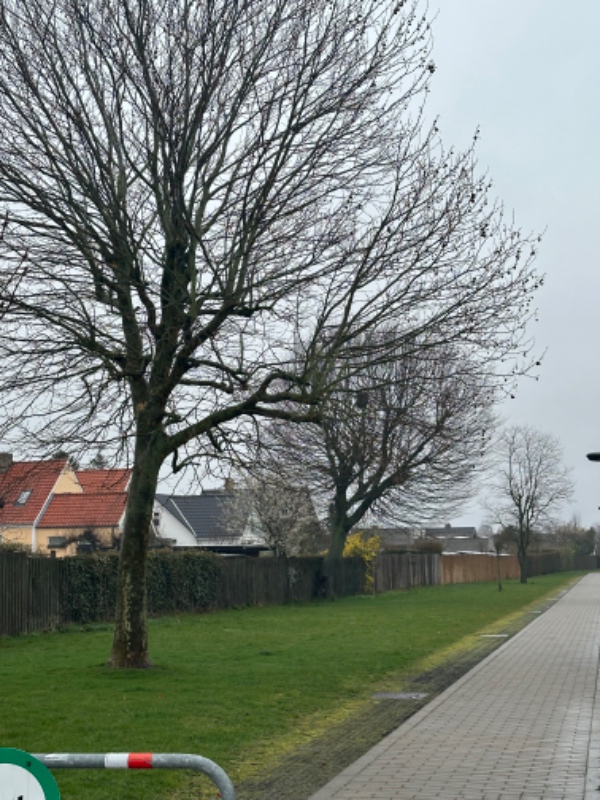 Beskæring af 3 træer i alt, tæt på hinanden (100m) 2 høje ca. 20 m træer, samt et mindre et. Et af de store træer står i skel.