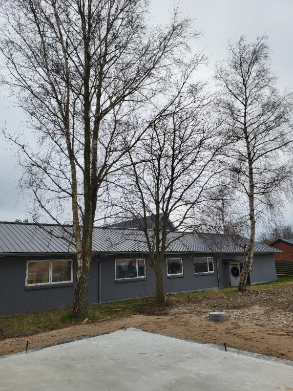 Skal fjernes 3 trær samt rodfræsning/stubfræsning fra byggegrund.  Bjælkevangen 24, Karlslunde