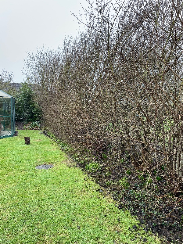 Beskæring af kirsebærkornel - fra 5m ned til 50-60 cm