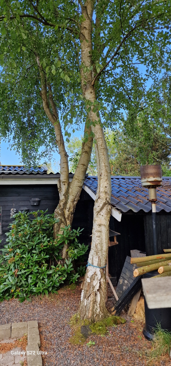 Fældning af 2 birketræer