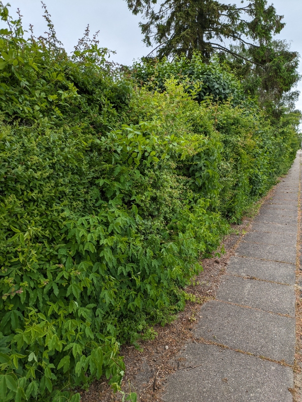 Beskæring og bortskaffelse af hæk