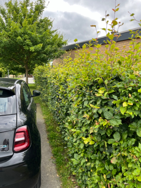 Græs slåning og klippe hæk