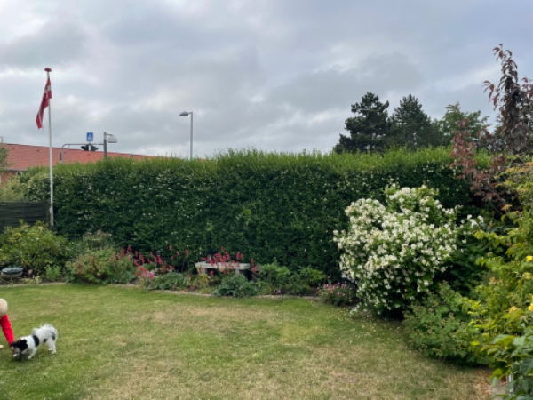 Ligusterhæk klippes og tages 20 cm af i højden