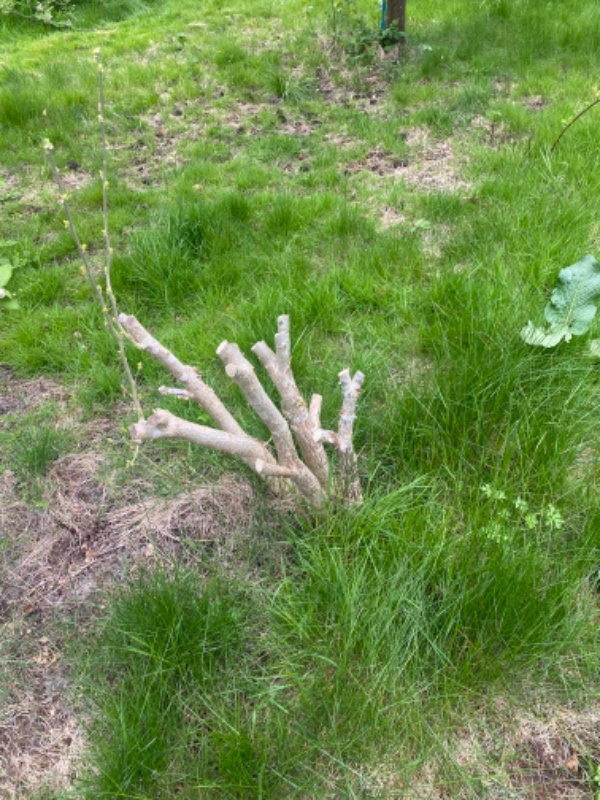 Fjerne rødder og buske i haven