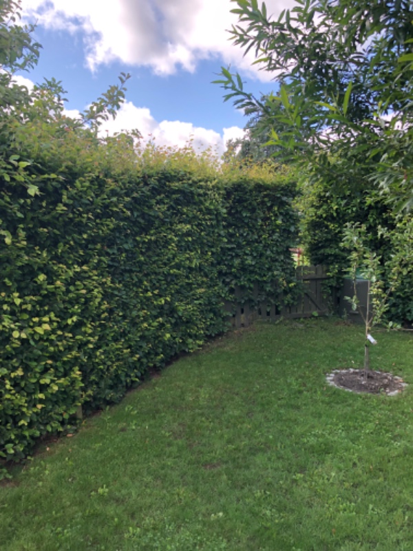 Hækkeklip af bøg. Ca 50 meter hæk. Højde på hæk er mellem 1,9-2,2