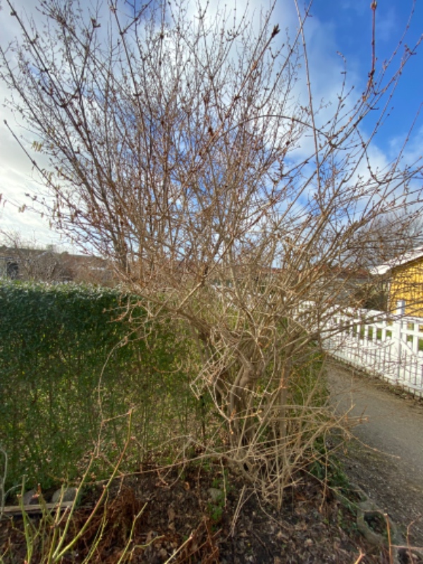 Beskæring af 3 buske og træ