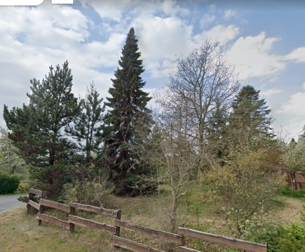 Træfældning og rodfræsning