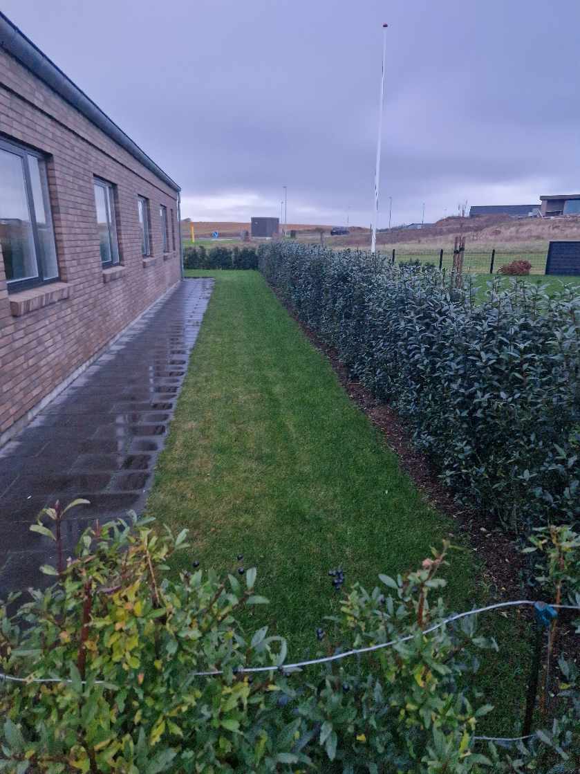 Fjernet ukrudt i hæk, bede og mellem fliser