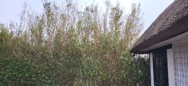 Beskæring af 50m hæk