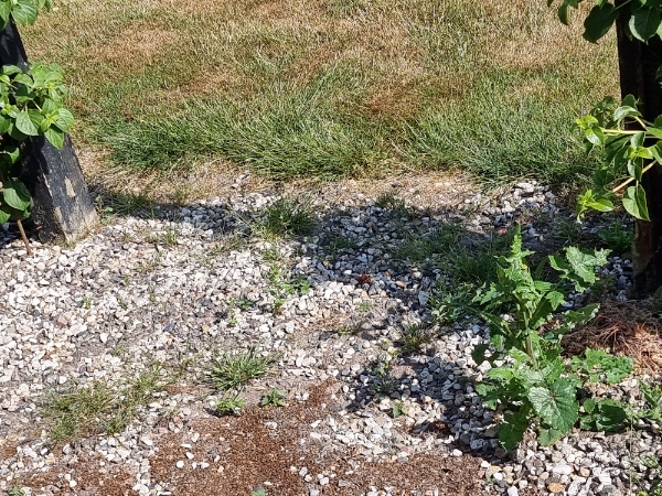 Hjælpe til ukrudt på terrassen og have