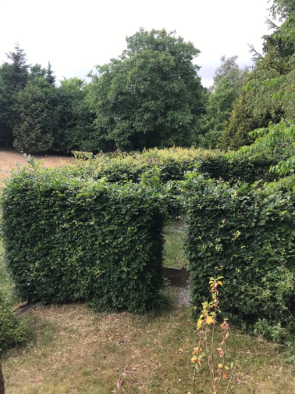 Klipning af bøgehæk