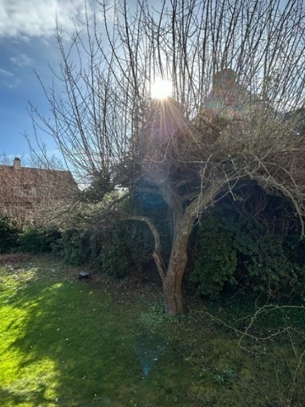 Beskæring af æbletræ og enkelte grene på grant træ