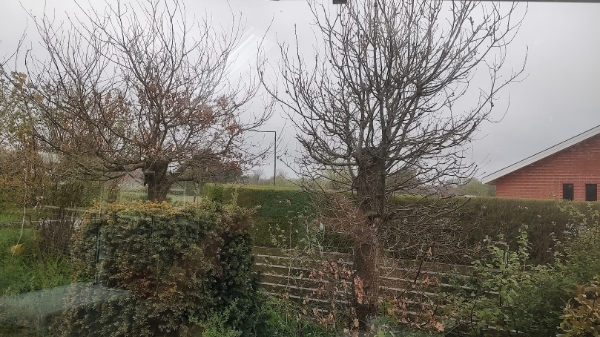 Fældning og bortskaffelse af træer