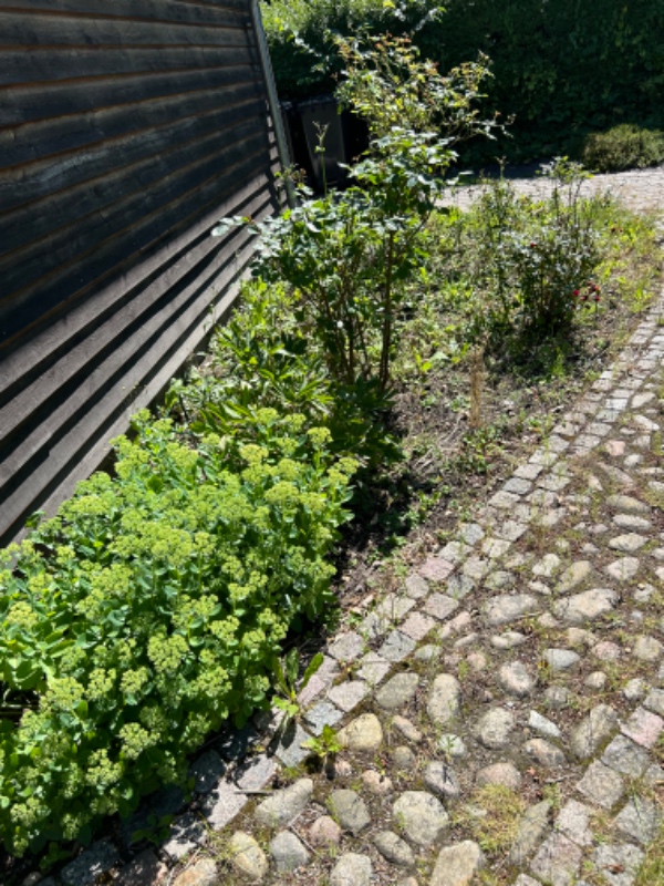 Luge ukrudt i 2 bede