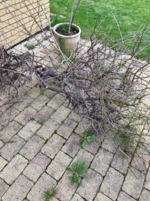 Grenbunke og buskbortskaffelse