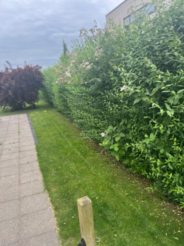 Hækklipning begge sider