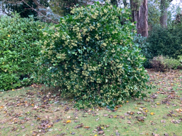 Fjerne delvist væltet træ