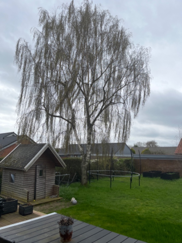 Fældning af højt birketræ