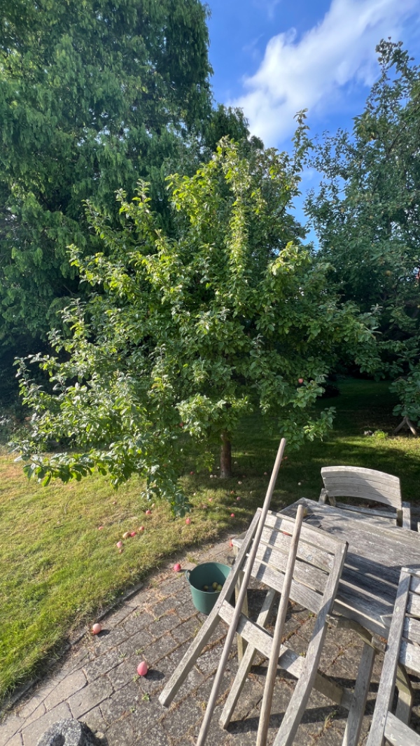 Beskæring af æbletræer og hæk