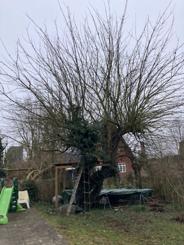 beskæring af gammelt æbletræ