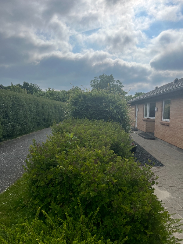 Bøgehæk klipning og bortskaffelse