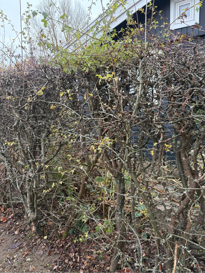 Klippe hæk (cirka 50 meter) og fjerne ukrudt på 2 stier omkring kilonihavehus