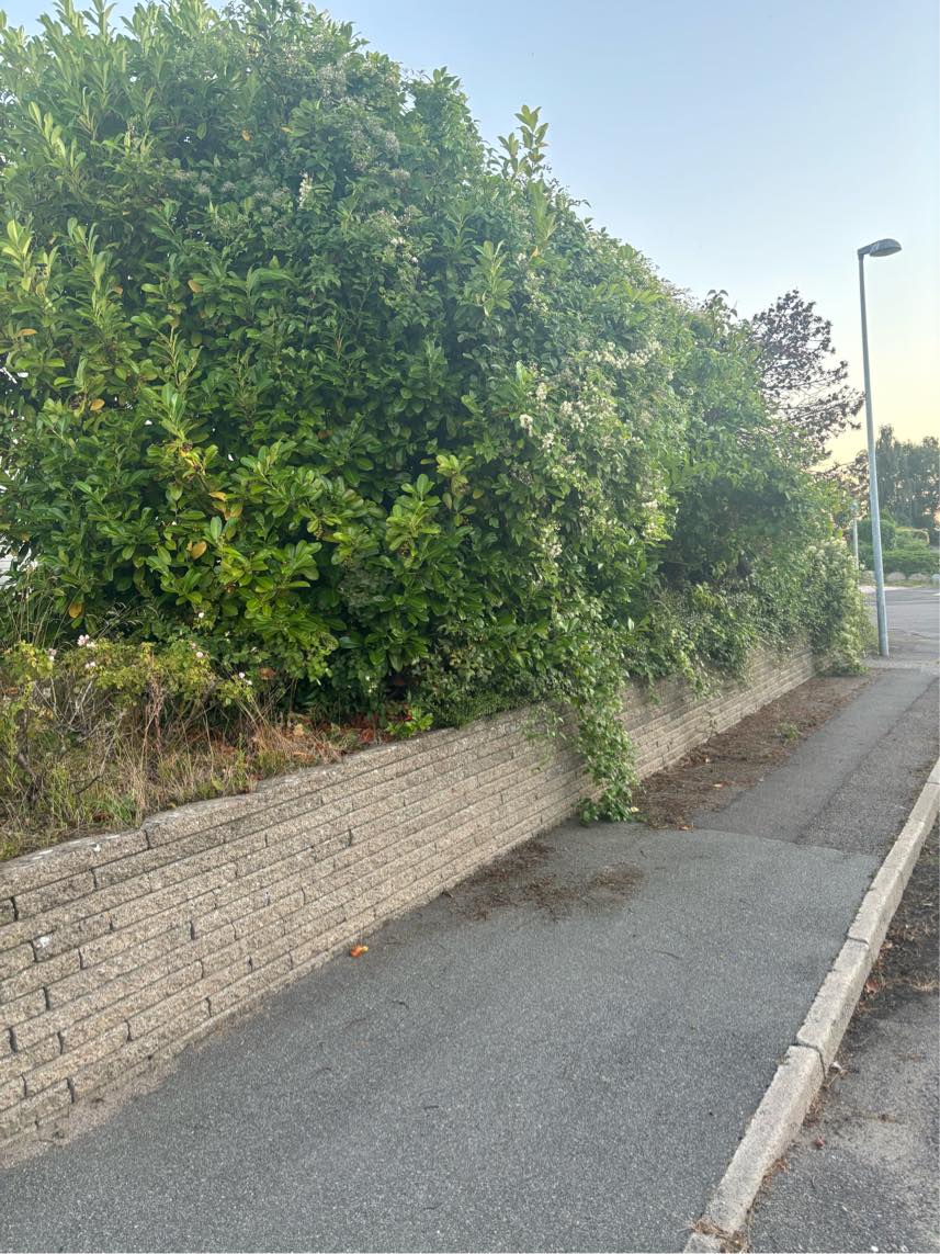 Beskæring buske, hæk mm