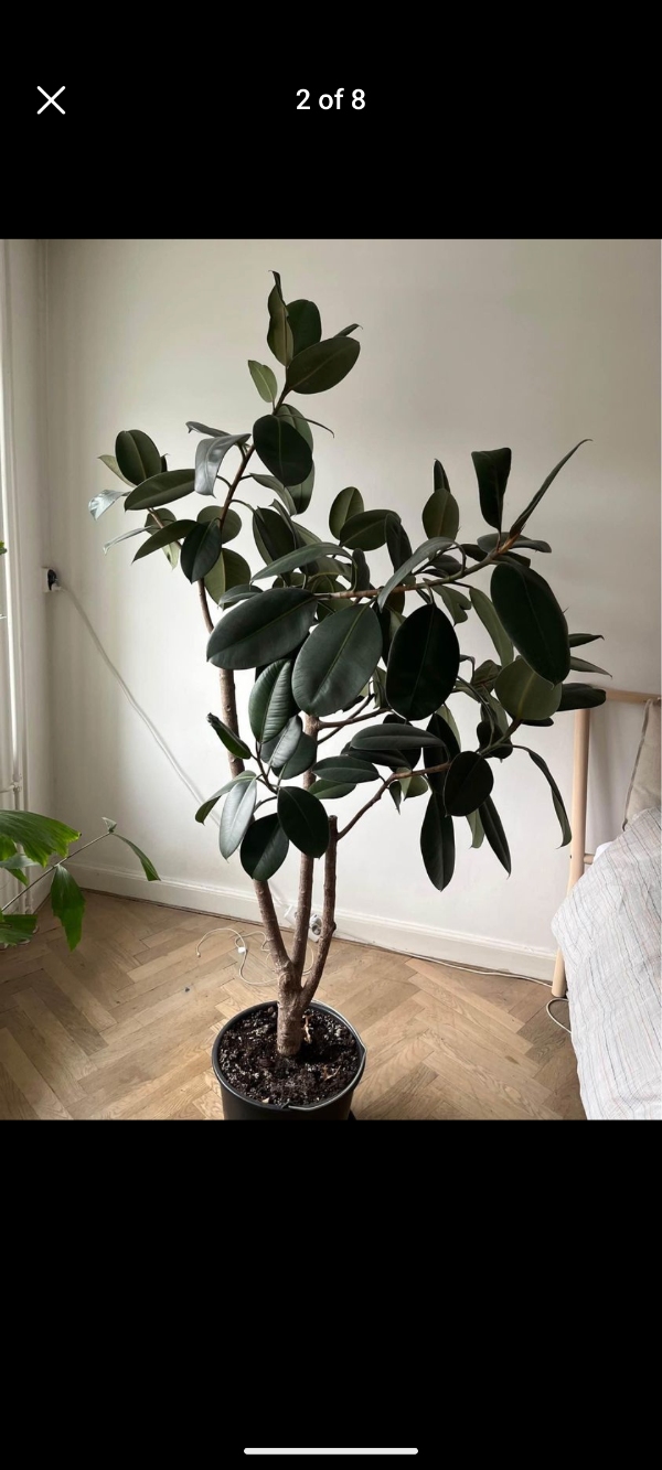 Transport af en 2 meter høje plante fra Nyhavn til Carlsberg Byen