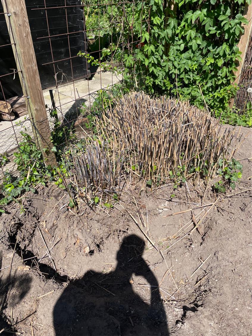 Fjernelse af træstammer og buske