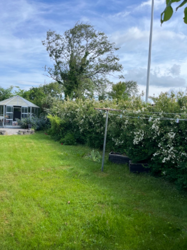 Hæk- og træbeskæring