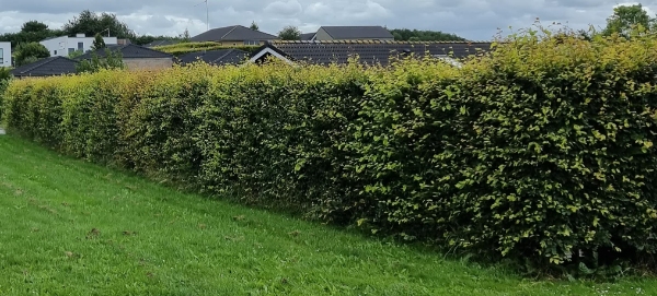 Hækkeklip + afskaffelse