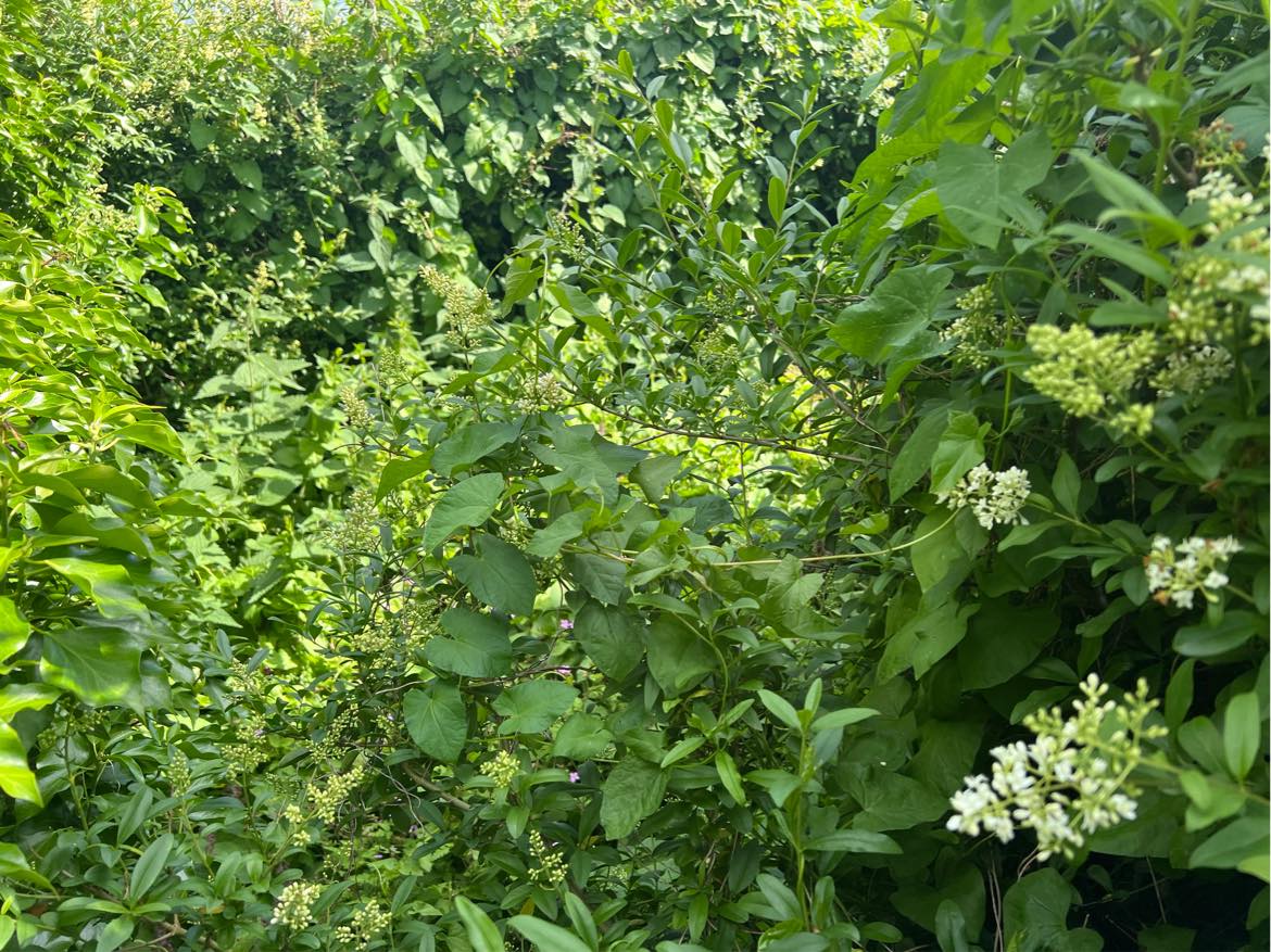 Fjernelse af hæk, hegn og drivhus