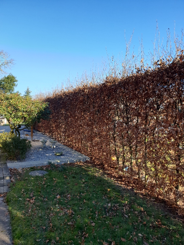 Beskæring af toppen på bøgehæk