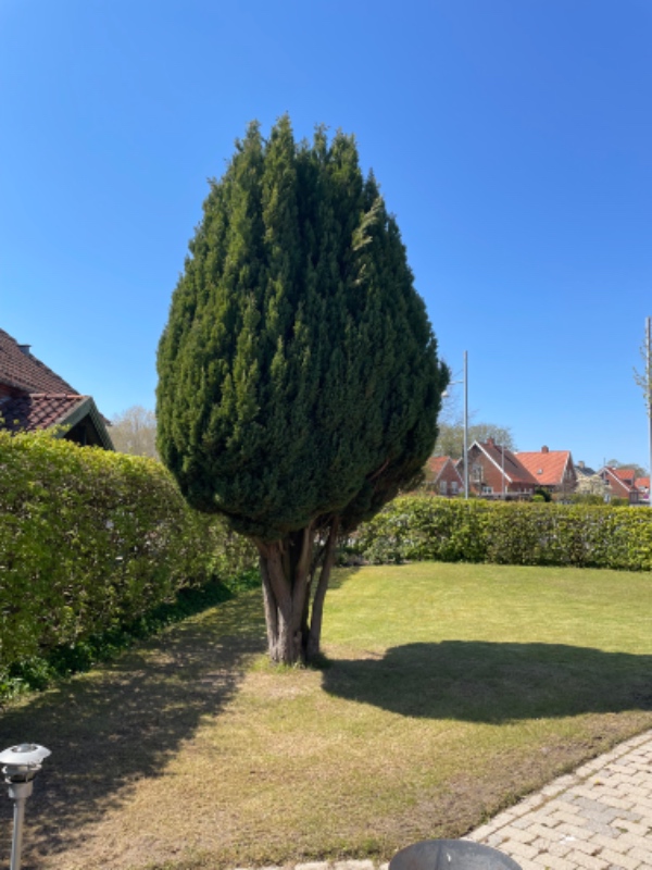 6 m stedsegrønt træ fældes og stubfrlses