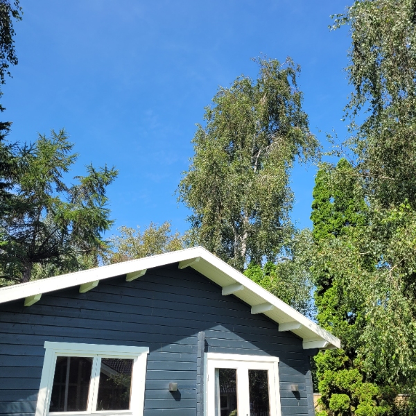 Beskæring/fældning af træer